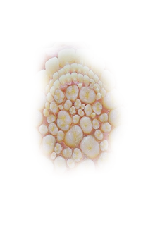 mutant